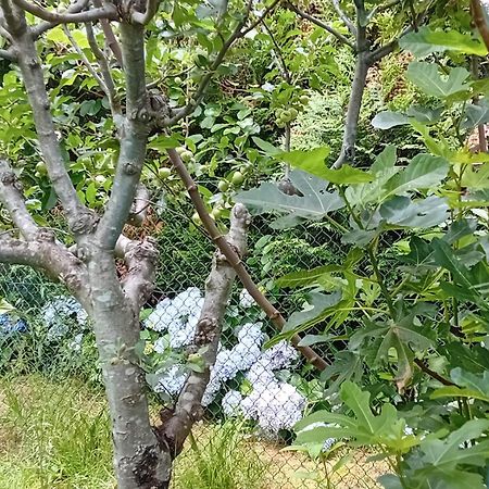 Vivienda Con Jardin Terraza Y Barbacoa Βίλα Picona Εξωτερικό φωτογραφία