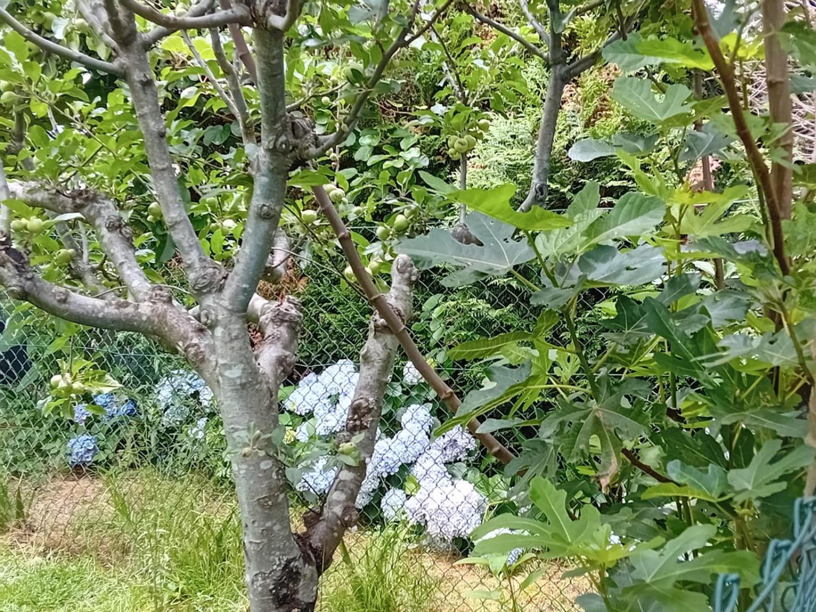 Vivienda Con Jardin Terraza Y Barbacoa Βίλα Picona Εξωτερικό φωτογραφία